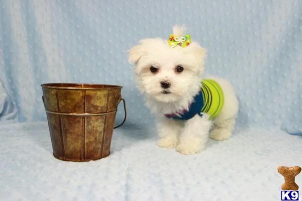 lvpuppyheaven Picture 2